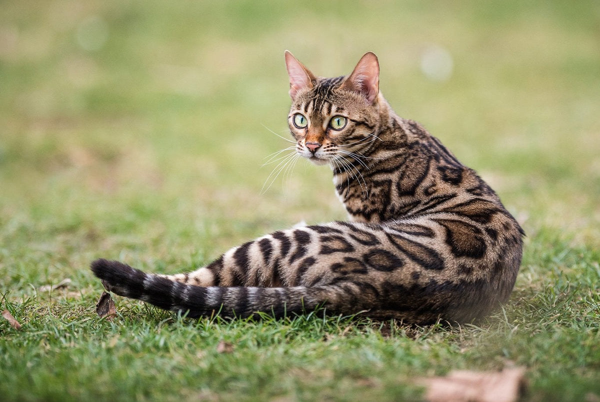 Bengal