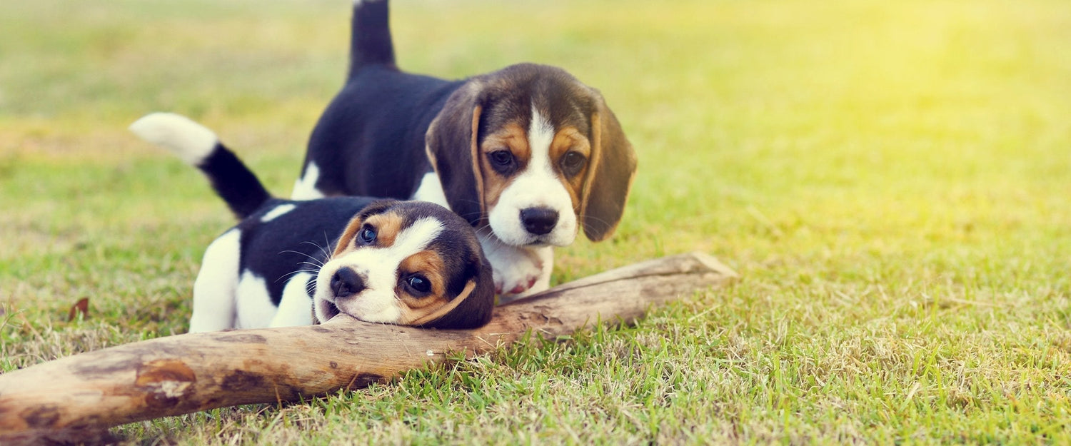Deworming puppies