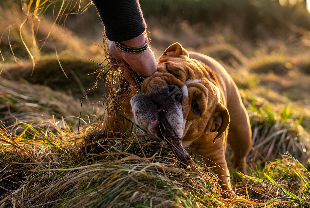 English Bulldog