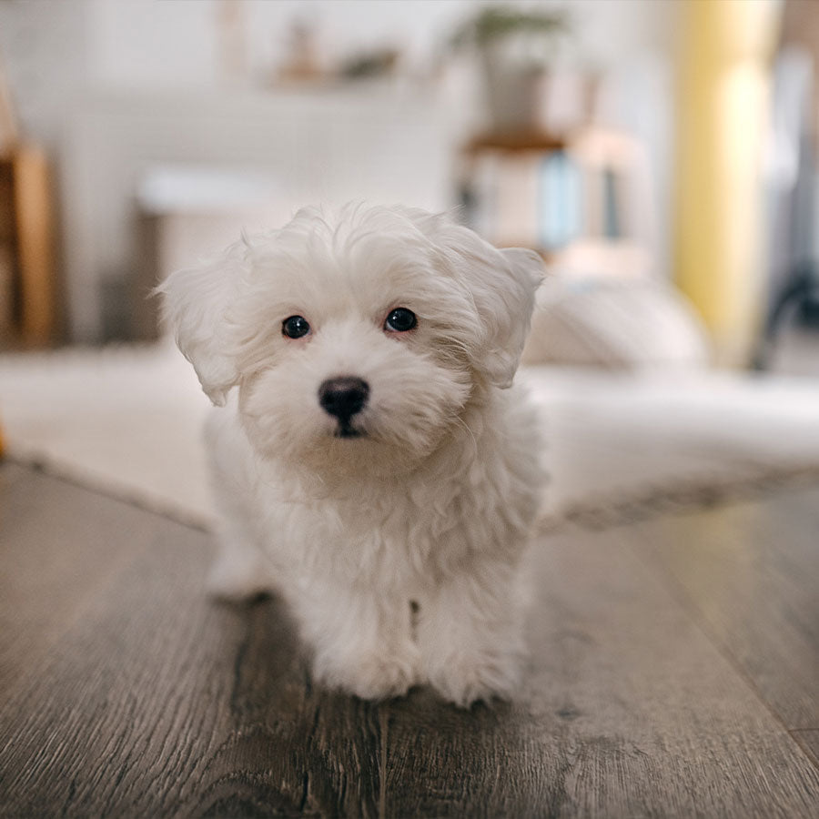 How to start with puppy