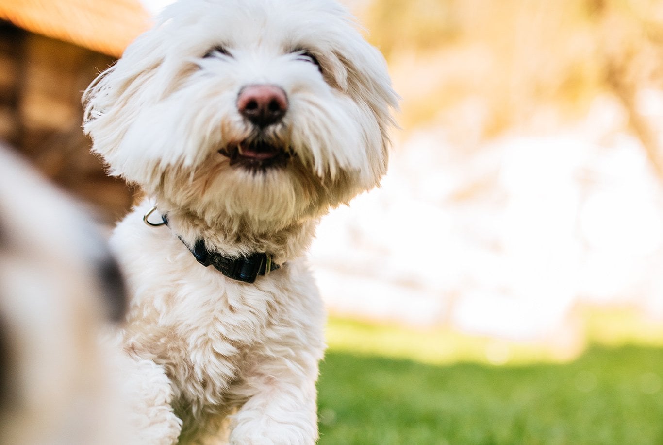 Maltese