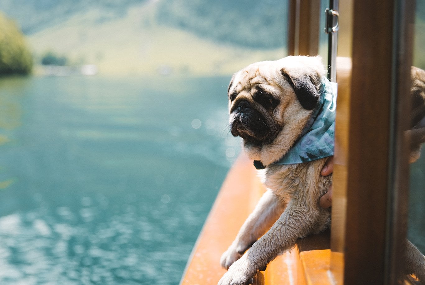 Pug