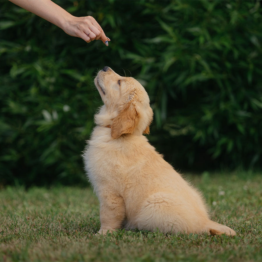 Puppy training