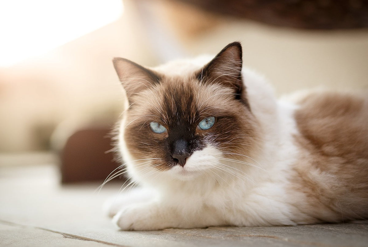 Ragdoll