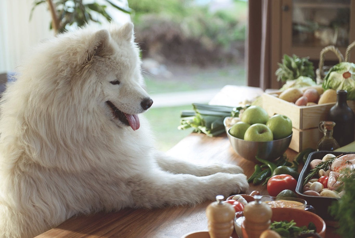 Samoyed
