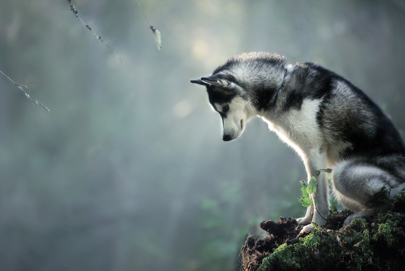 Siberian Husky