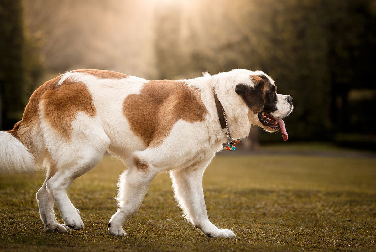 St. Bernard