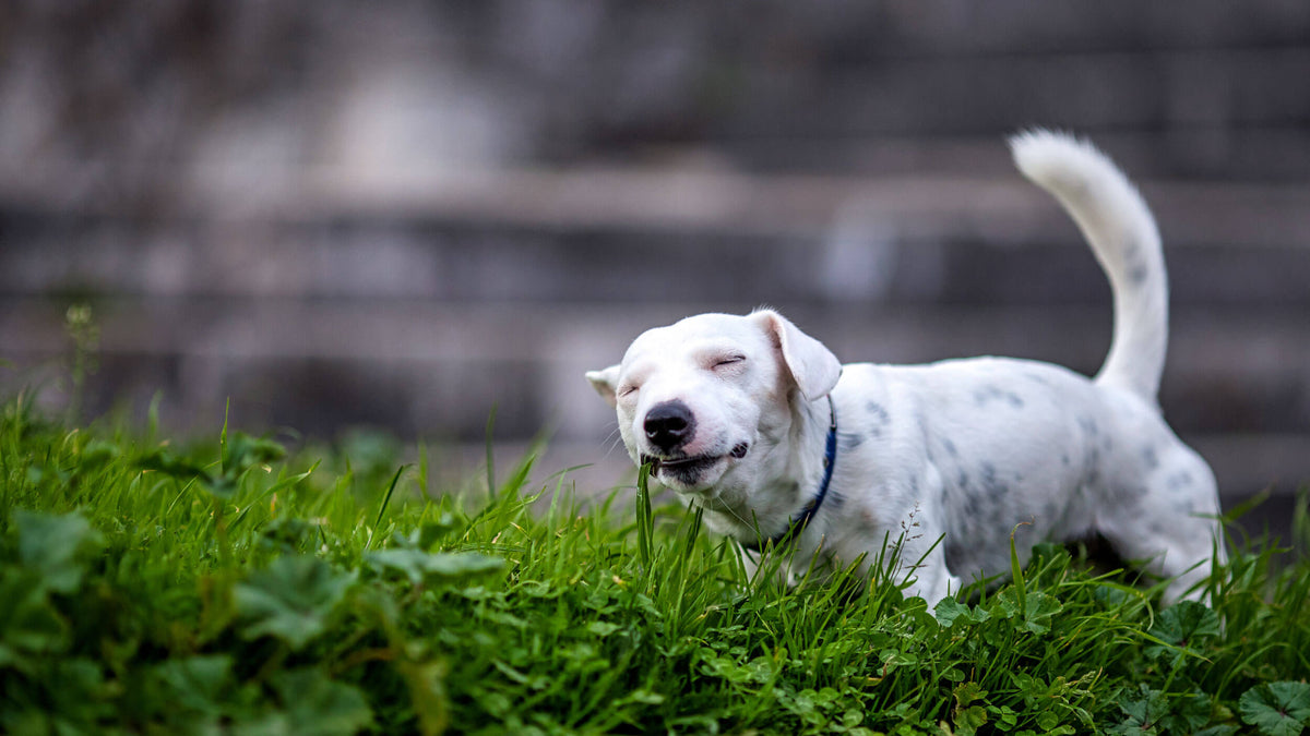 Intestinal Hygiene Supplements for Dogs