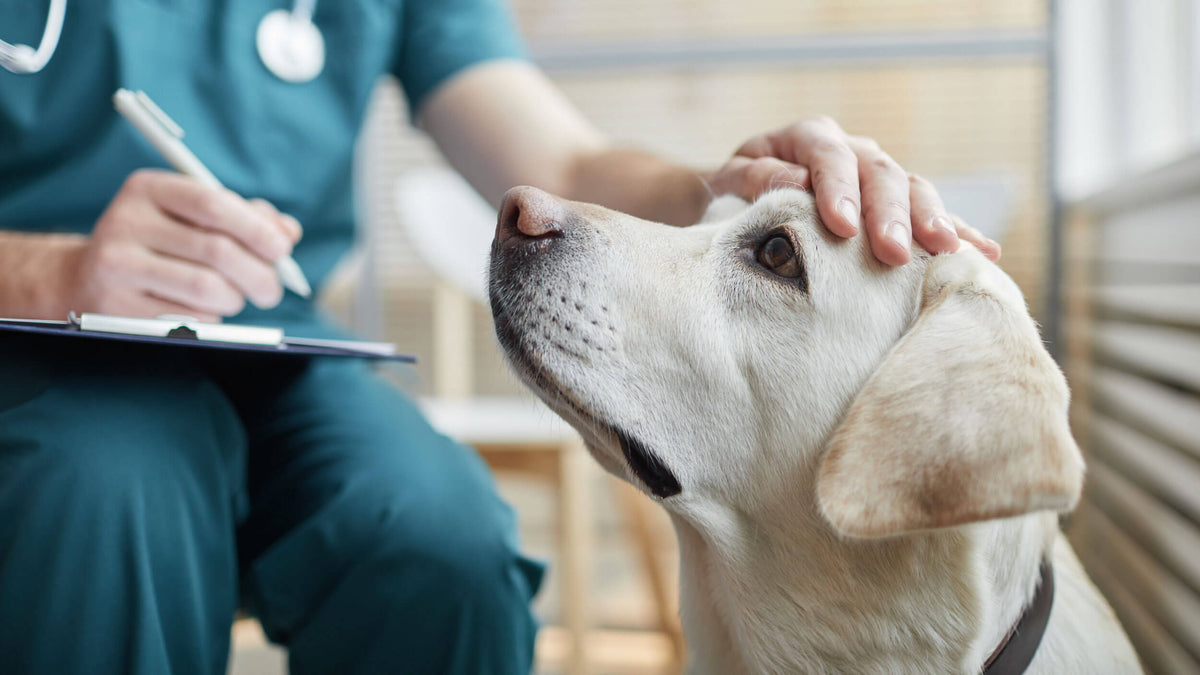 Dietetic Dog Food