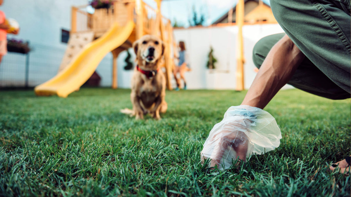 Essential Dog Accessories