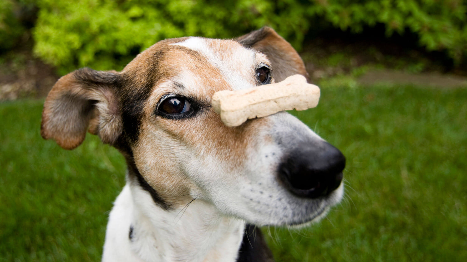 Dog Biscuits & Crunchy Treats
