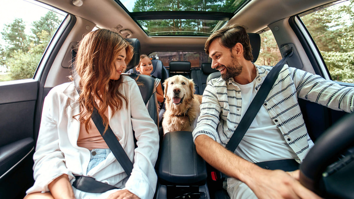 Anti-Stress Supplements for Dogs
