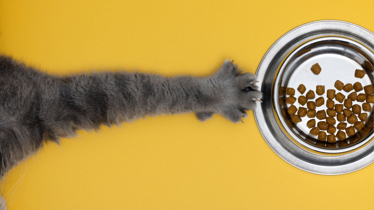 Dry Food for Cats