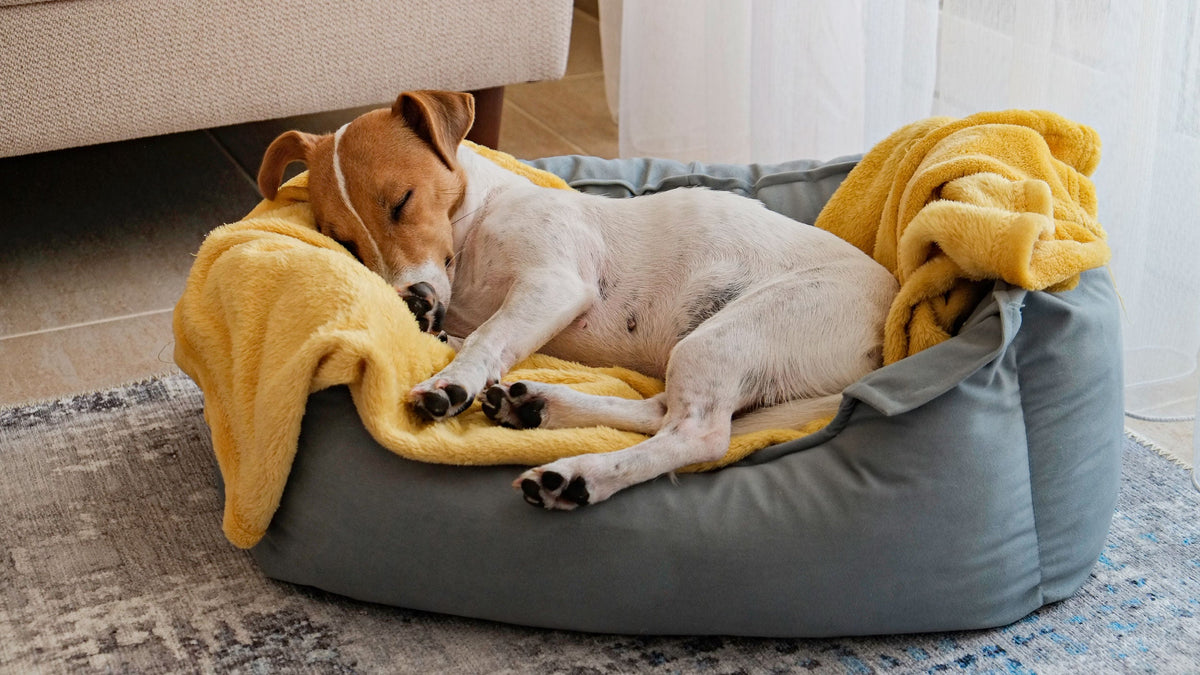 Dry Food for Sterilised Dogs