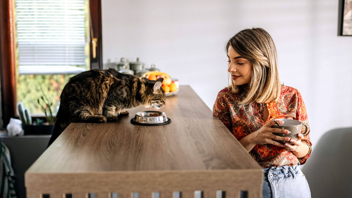 Digestive Support Supplements for Cats