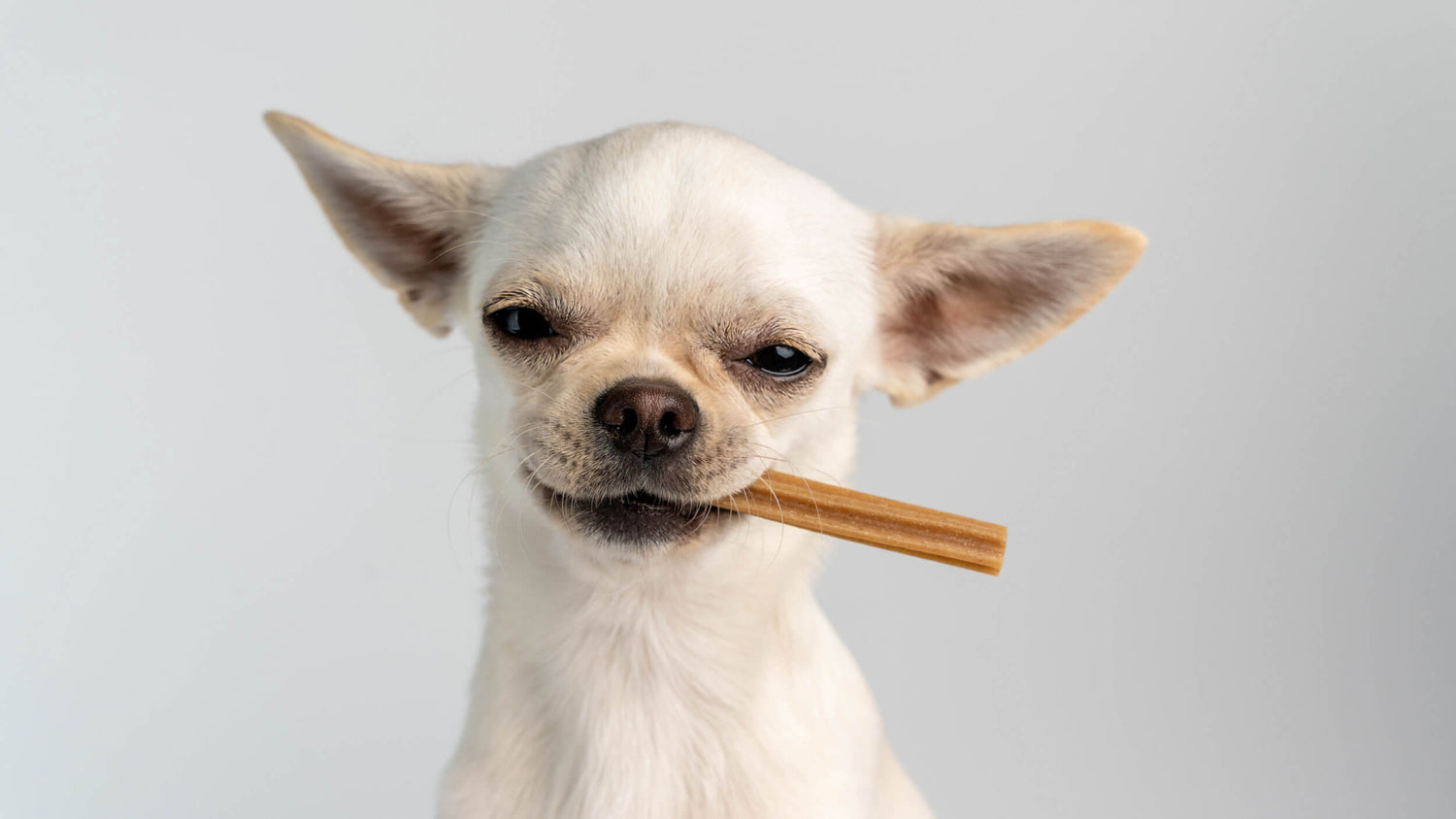 Dental Treats for Dogs