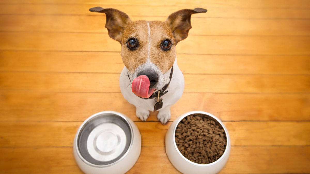 Dry Food for Dogs
