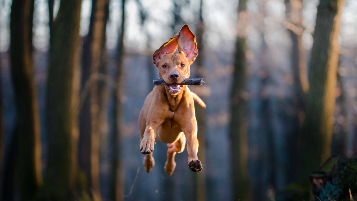 Joint Support Supplements for Dogs