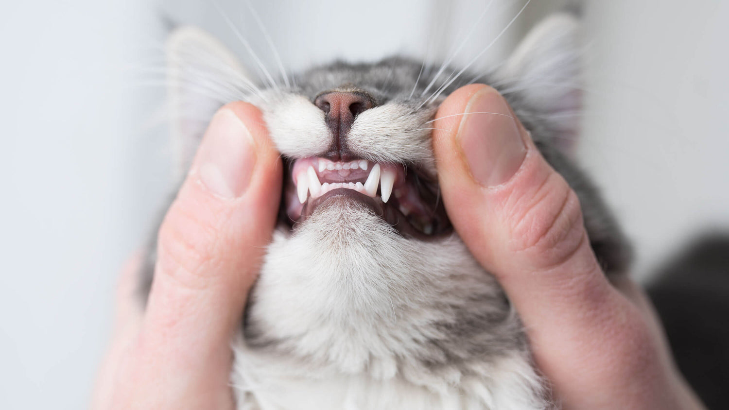 Dental Support Supplements for Cats