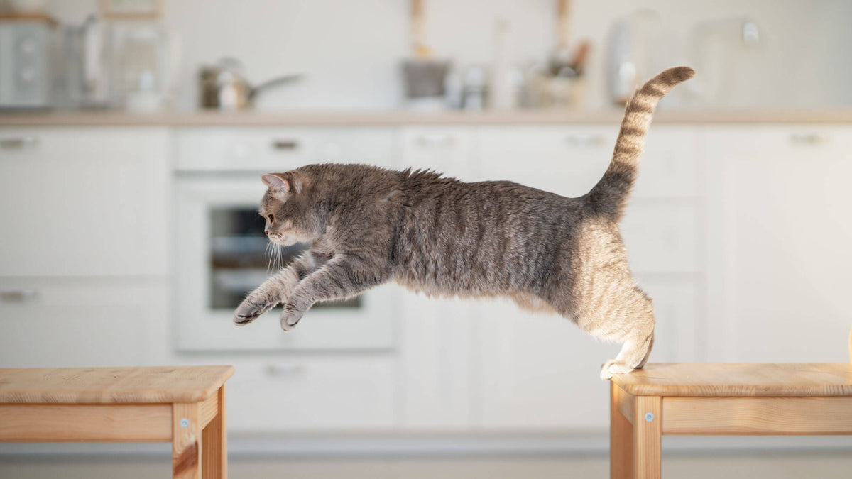 Cat Supplements