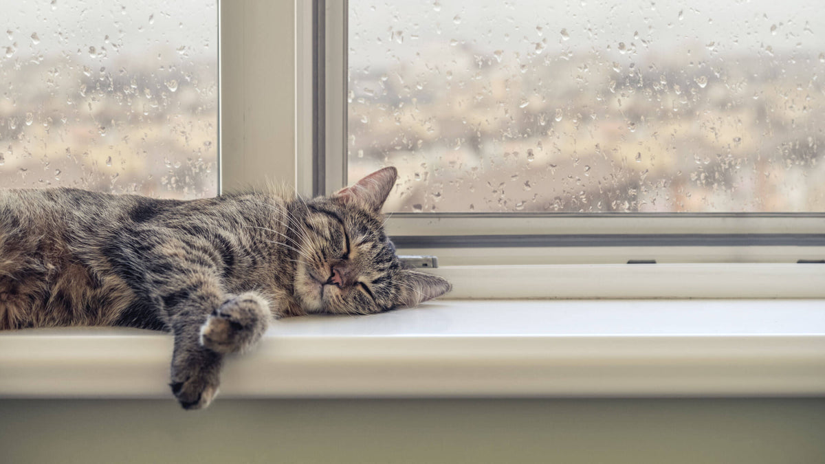Intestinal Hygiene Supplements for Cats