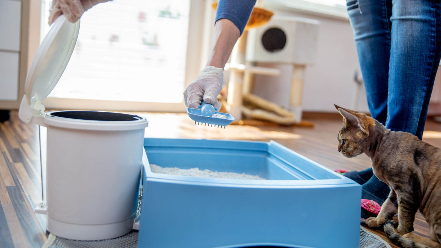 Cat Litter Accessories