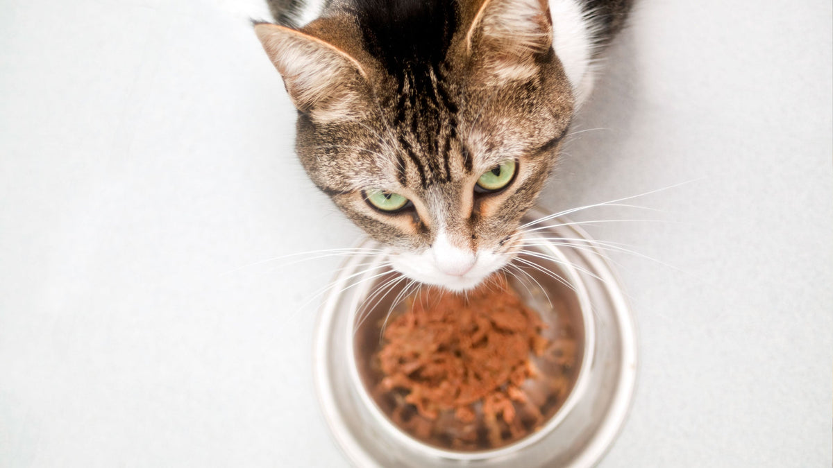 Wet Food for Cats