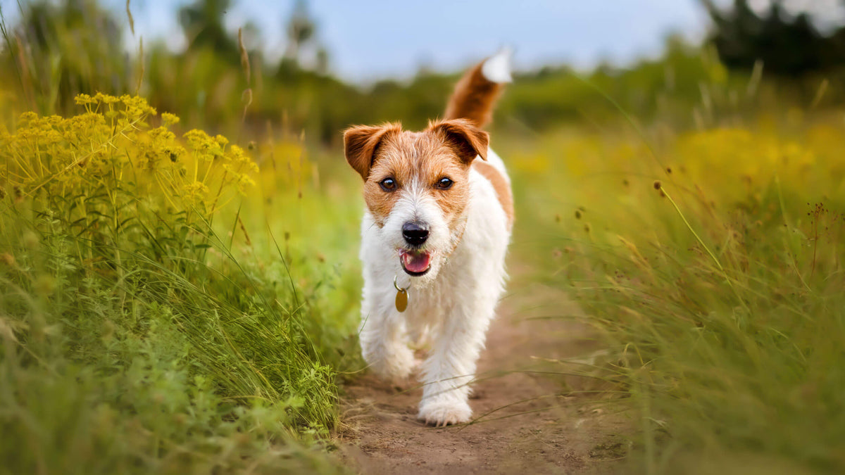 Dog Food Pâtés