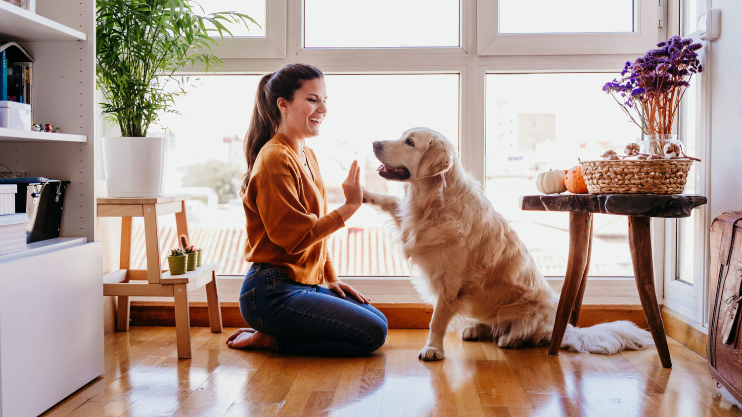 Dog Accessories for Owners