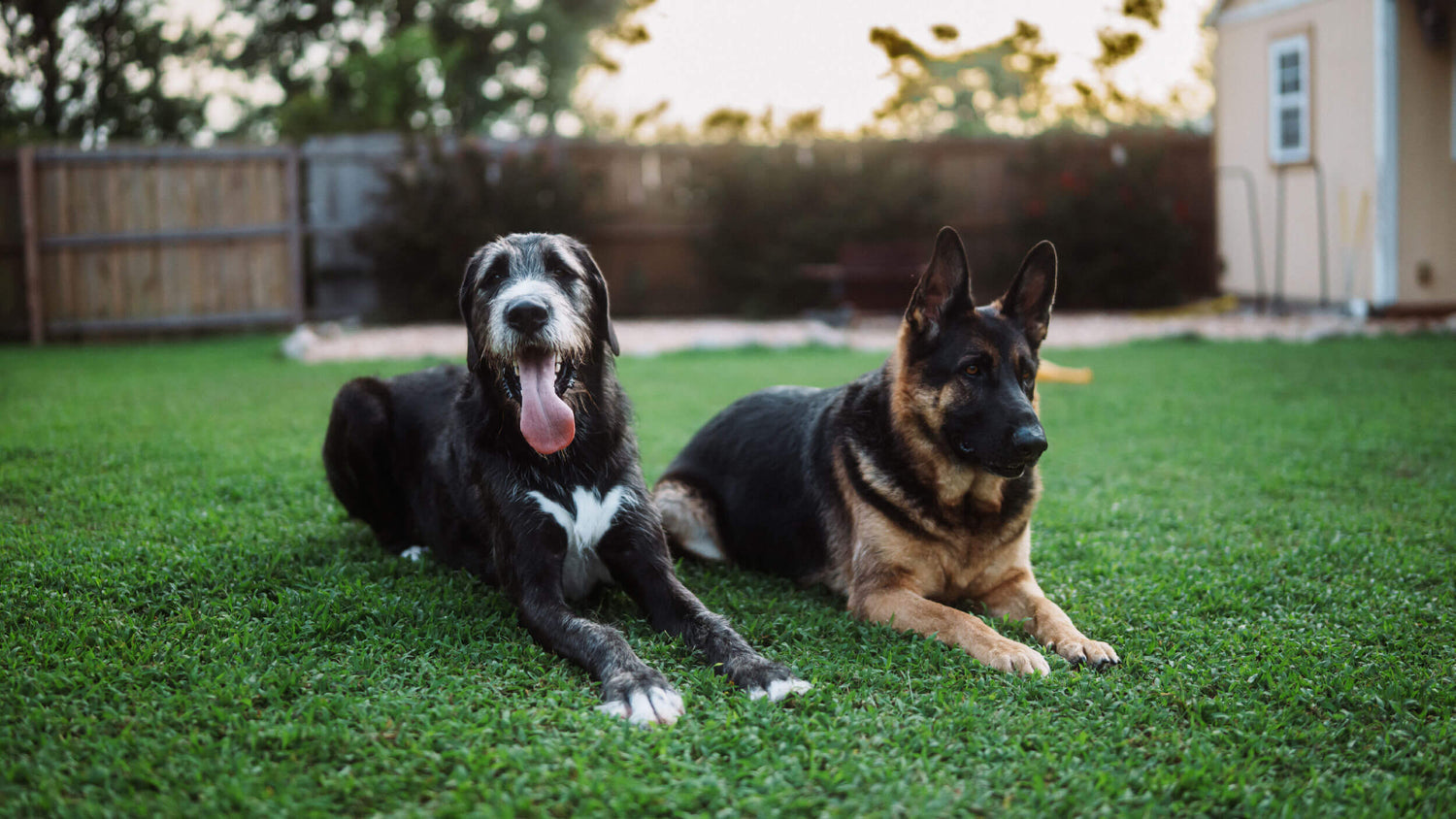 Dry Food for Adult Large Breed Dogs