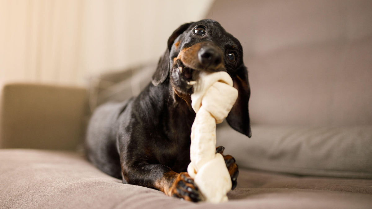 Dog Bones & Chews