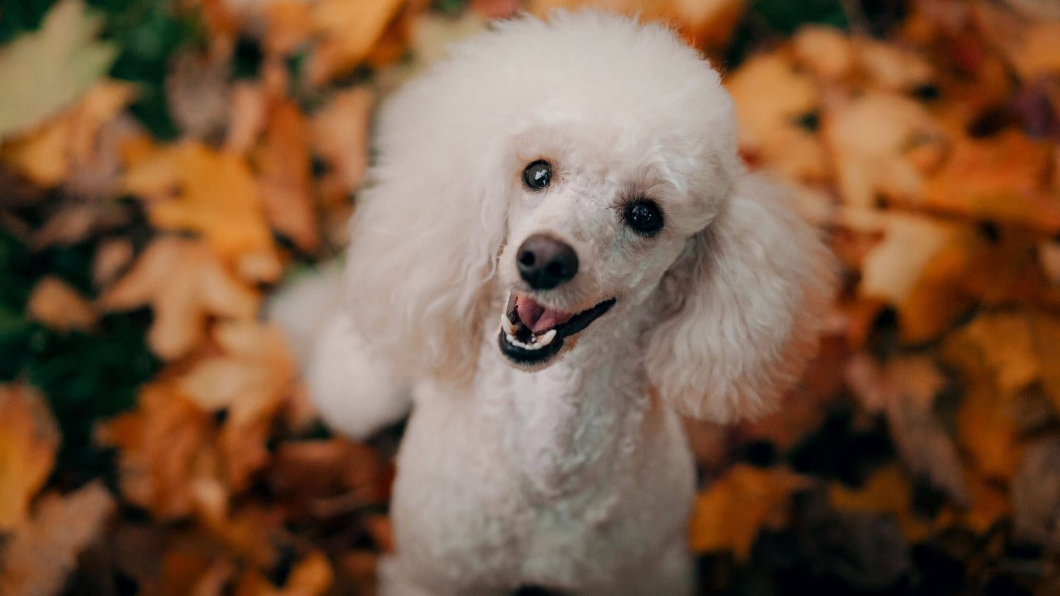 Dry Food for Adult Dogs