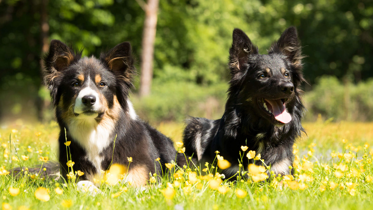 Hypoallergenic Dog Food