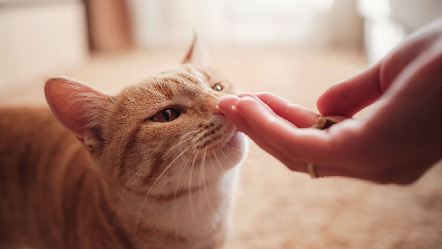 Cat Treats & Snacks