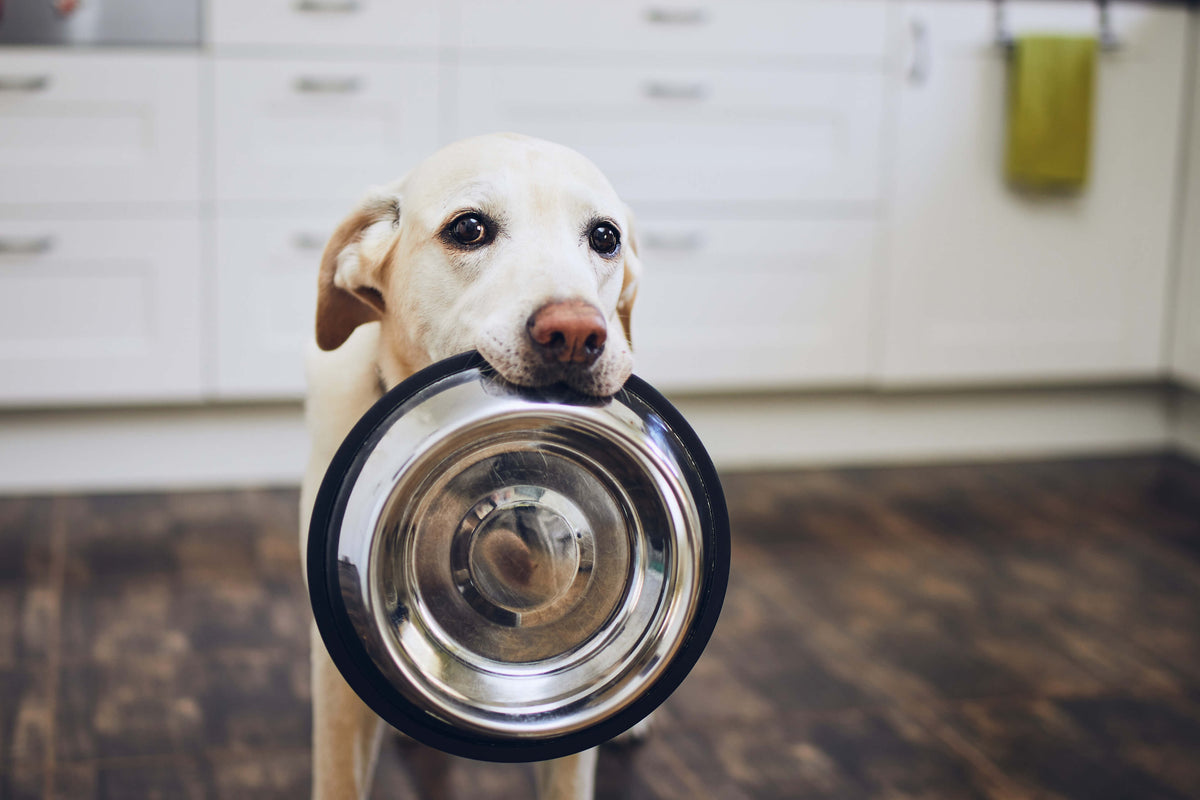 Labrador carrying its empty food bowl in its mouth in the kitchen