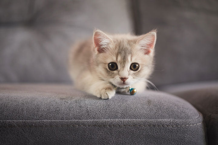 Fluffy cream kitten sitting on a grey sofa