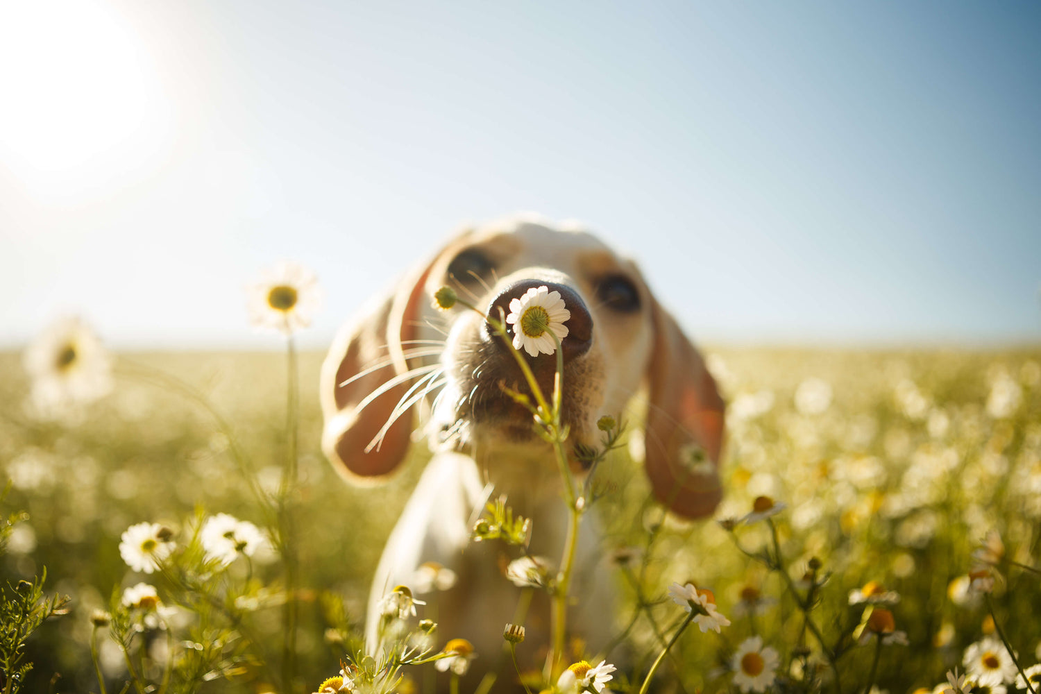 Dachshund standing in a sunlit meadow of daisies