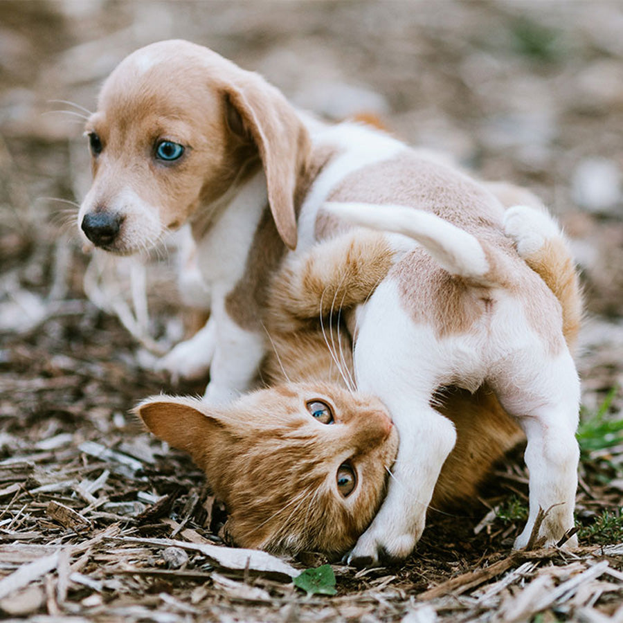 Litter of hound puppies sleeping curled up together