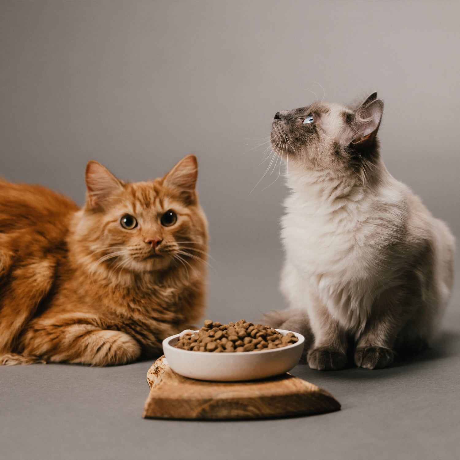 Ginger cat and a Siamese cat sitting either side of a bowl of Husse cat food