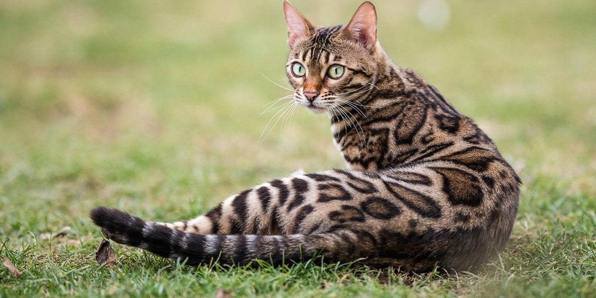 Bengal