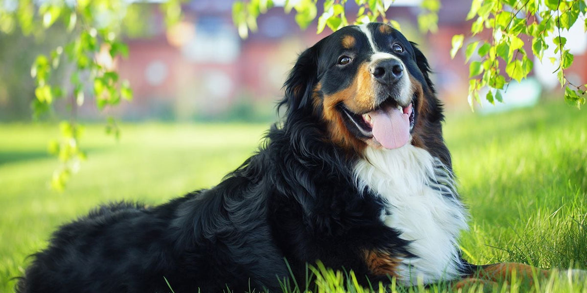 Bernese Mountain Dog