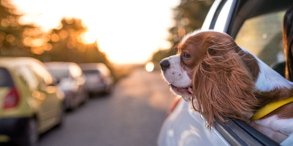 Cavalier King Charles Spaniel