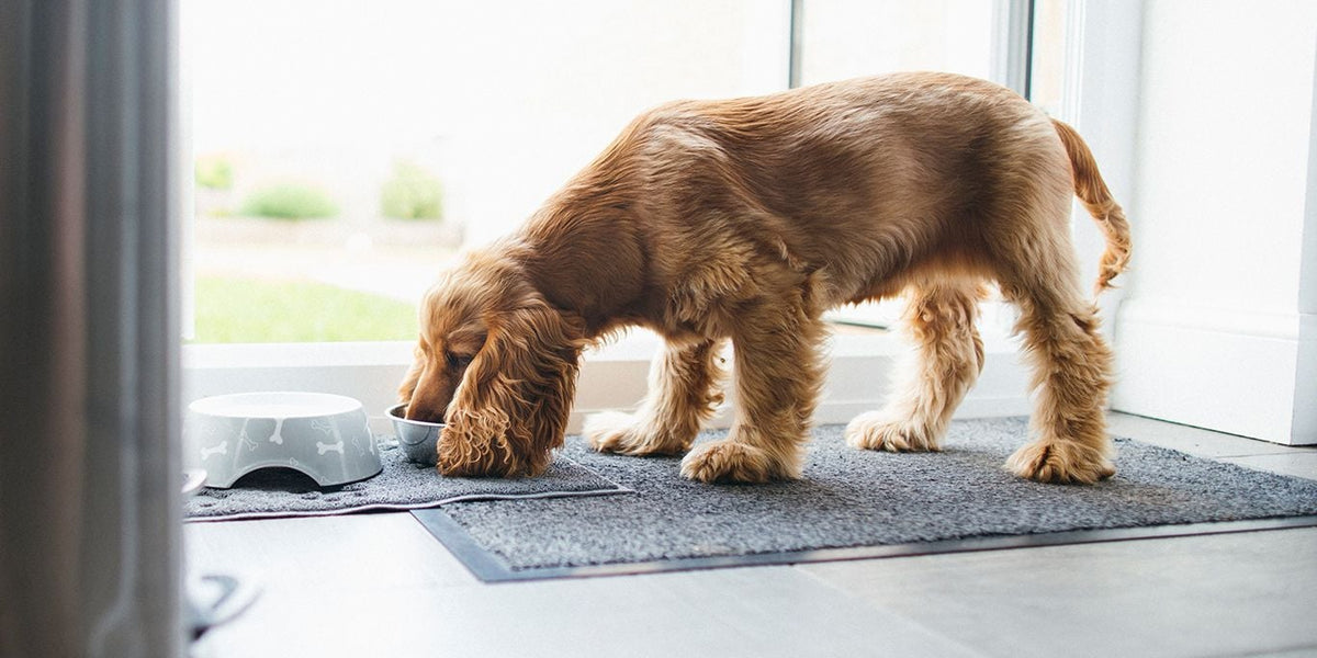 Cocker Spaniel