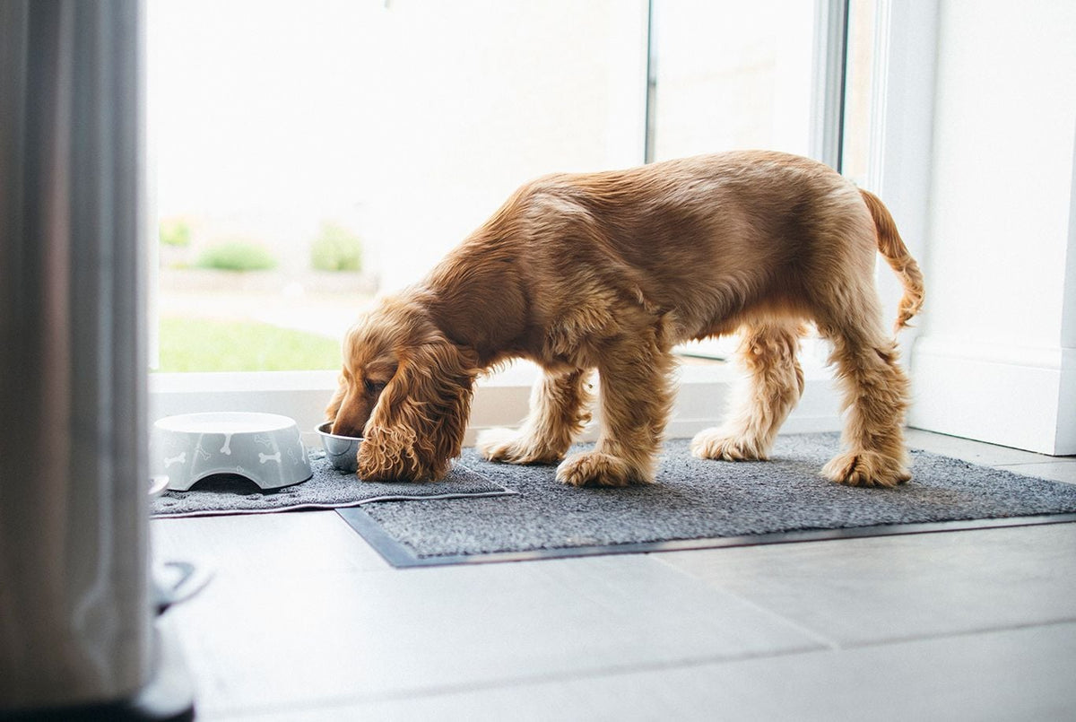 Cocker Spaniel