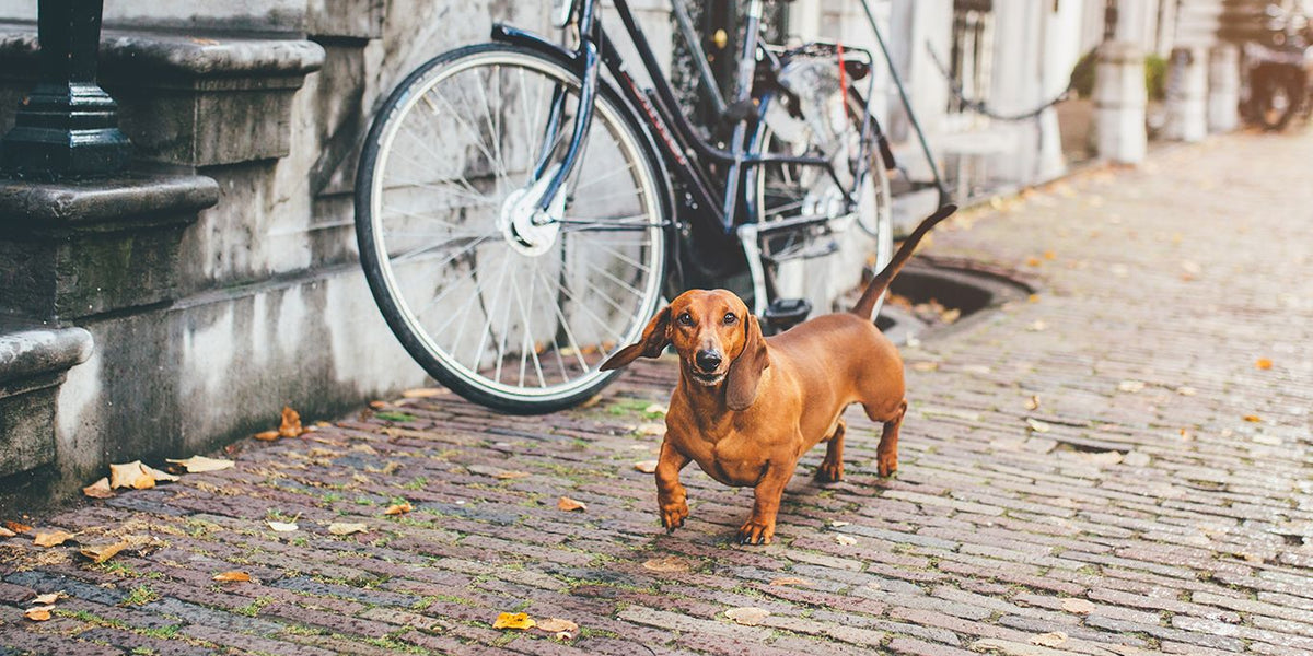 Dachshund