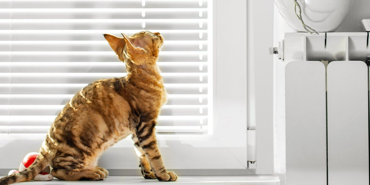 Devon Rex