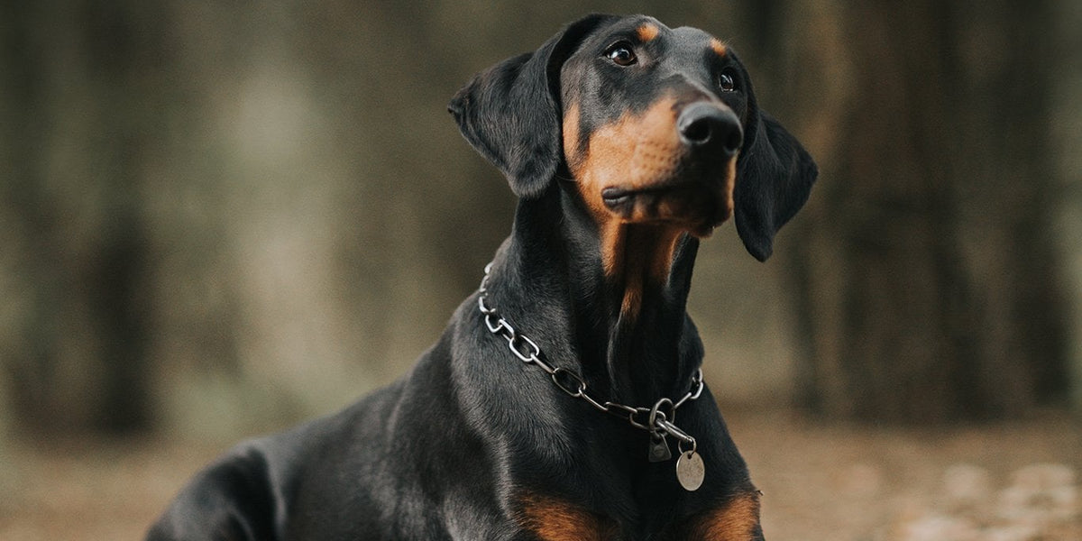 Doberman