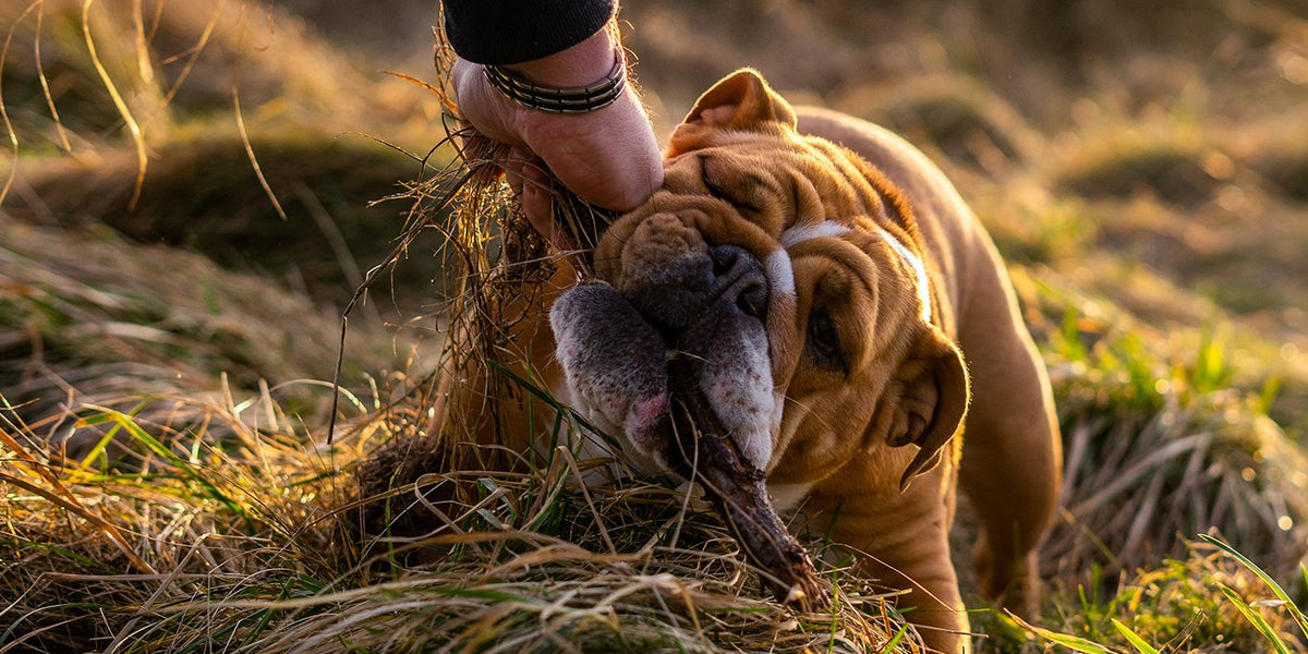English Bulldog