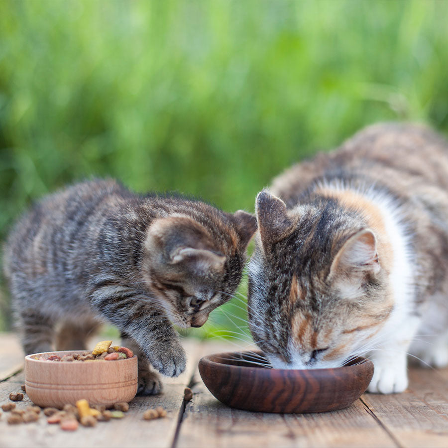 Feeding