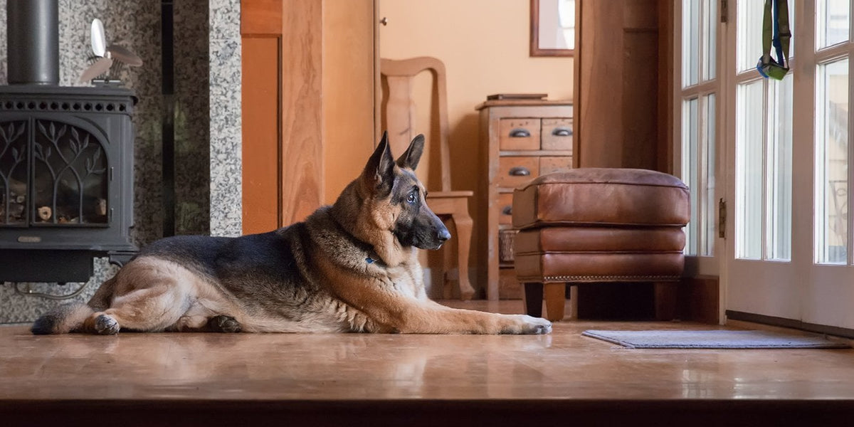 German Shepherd